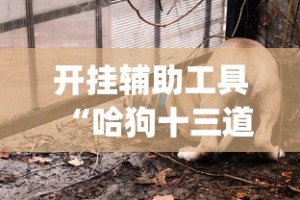 开挂辅助工具“哈狗十三道透视!专业师傅带你一起了解(确实有挂)