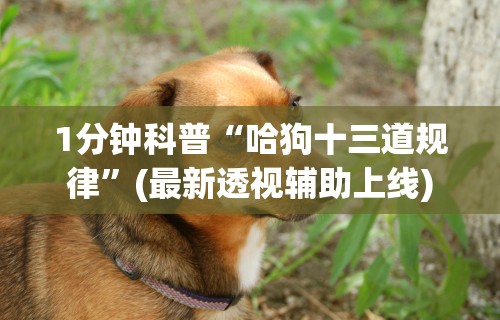 1分钟科普“哈狗十三道规律	”(最新透视辅助上线)