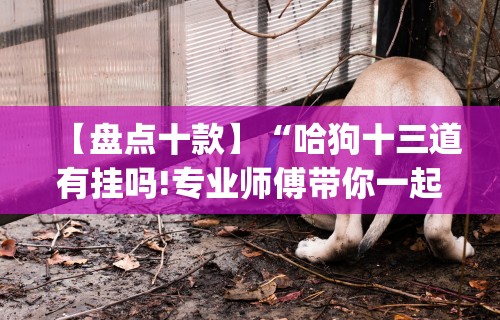 【盘点十款】“哈狗十三道有挂吗!专业师傅带你一起了解(确实有挂)