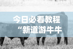 今日必看教程“新道游牛牛透视”(原来确实是有插件)
