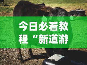 今日必看教程“新道游牛牛透视”(原来确实是有插件)