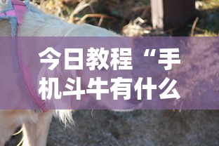 今日教程“手机斗牛有什么规律吗”有挂详细开挂教程